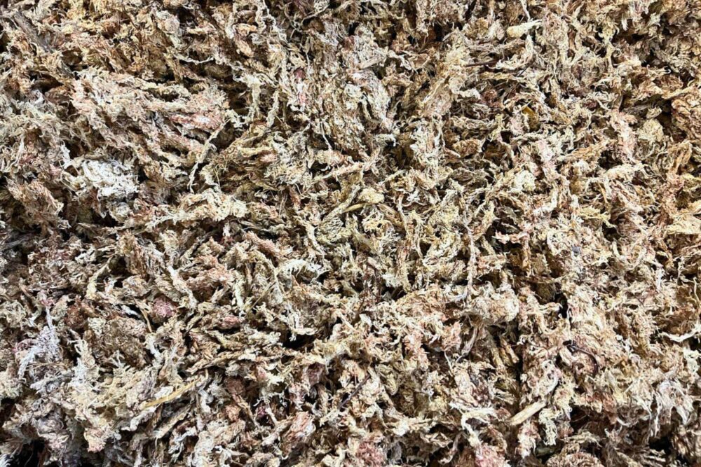 Rašeliník (Sphagnum Moss)