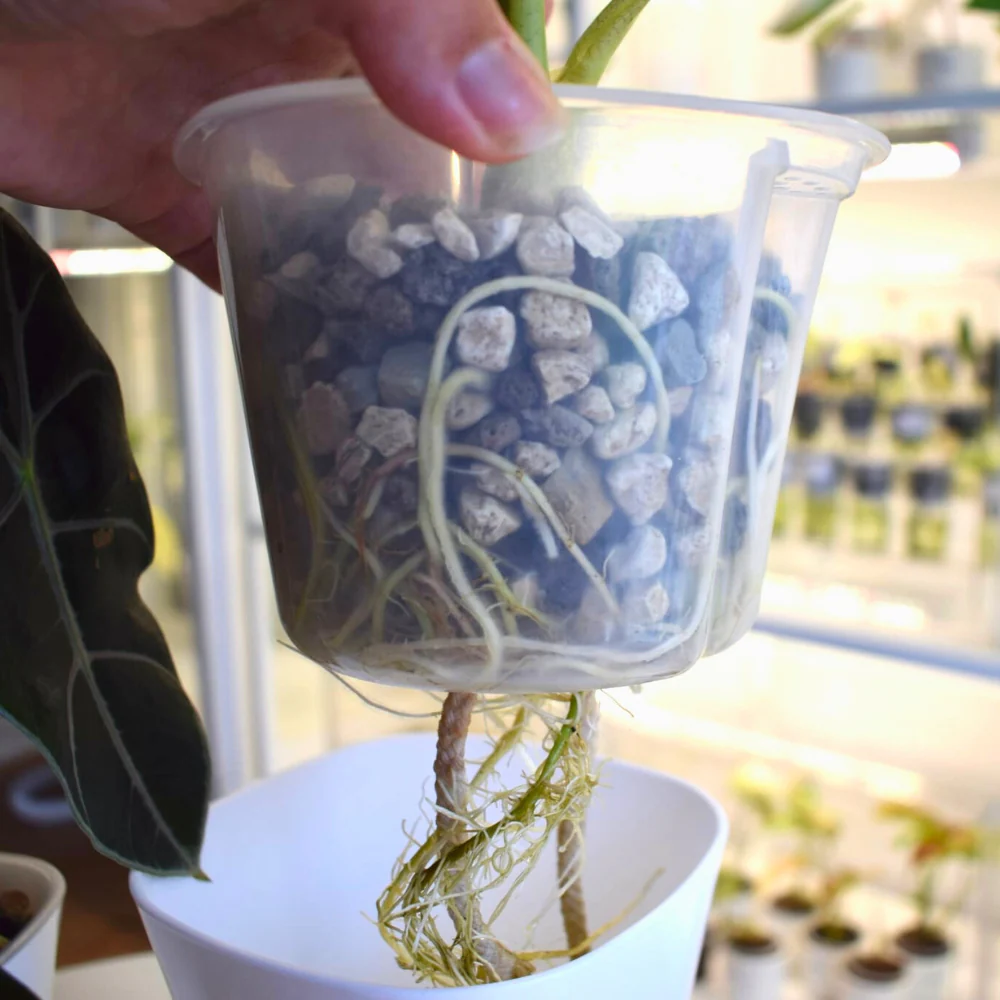 Samozavlažovací květináč s průhlednou vložkou - Obrázek 11