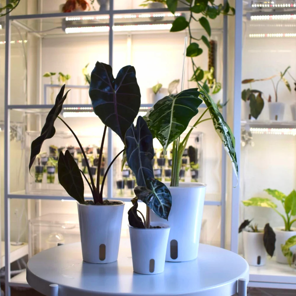 Samozavlažovací květináč s průhlednou vložkou - Obrázek 13