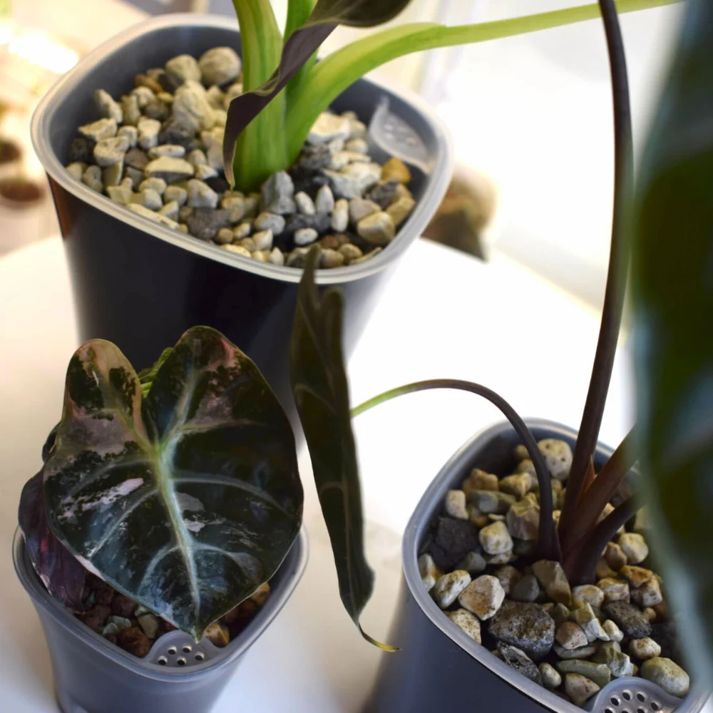 Samozavlažovací květináč s průhlednou vložkou - Obrázek 14