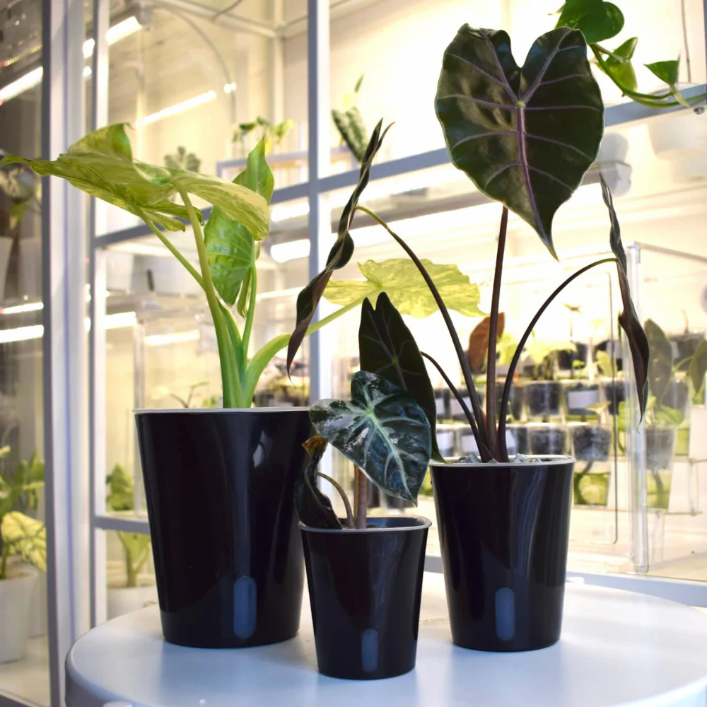 Samozavlažovací květináč s průhlednou vložkou - Obrázek 15