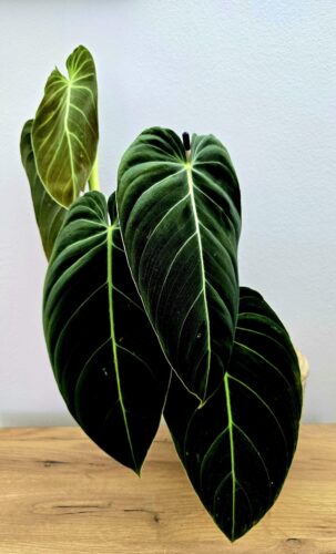 Philodendron melanochrysum