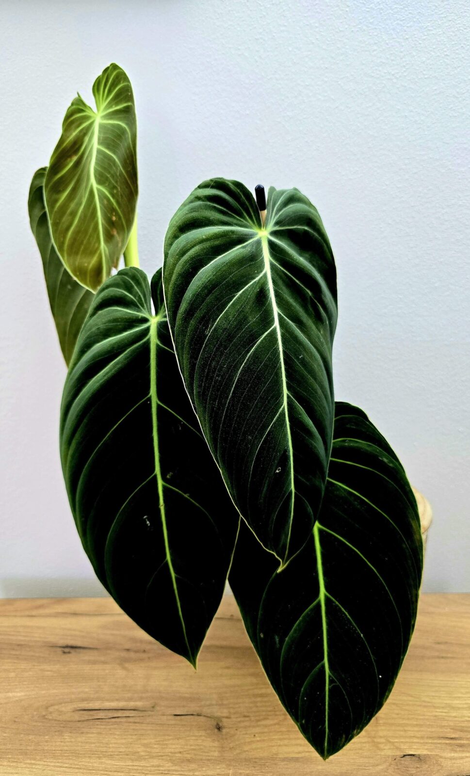 Philodendron melanochrysum