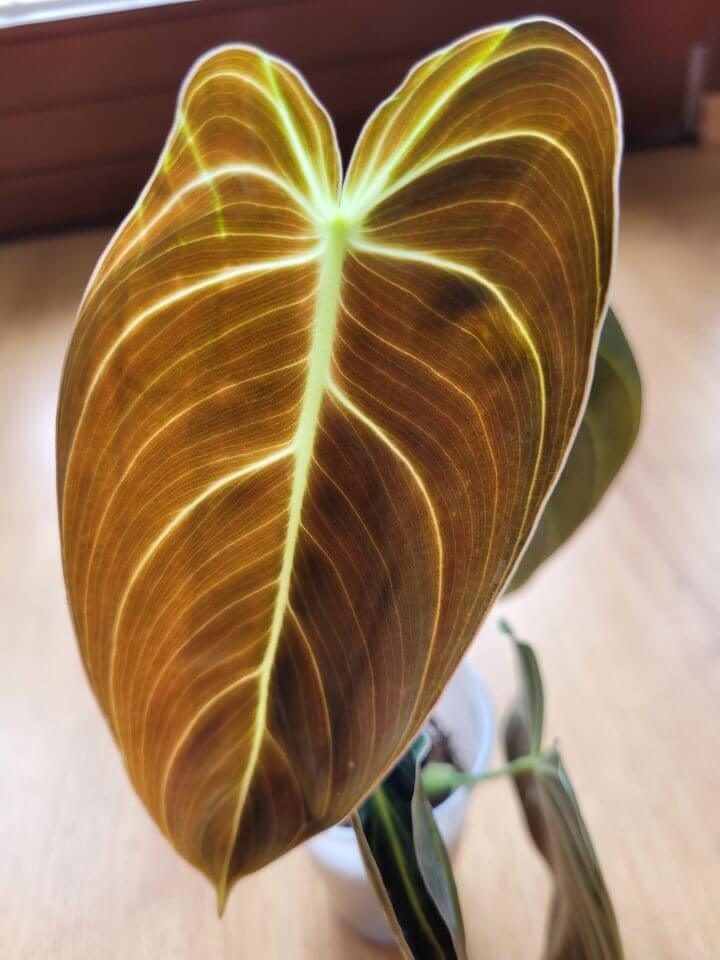 Philodendron melanochrysum