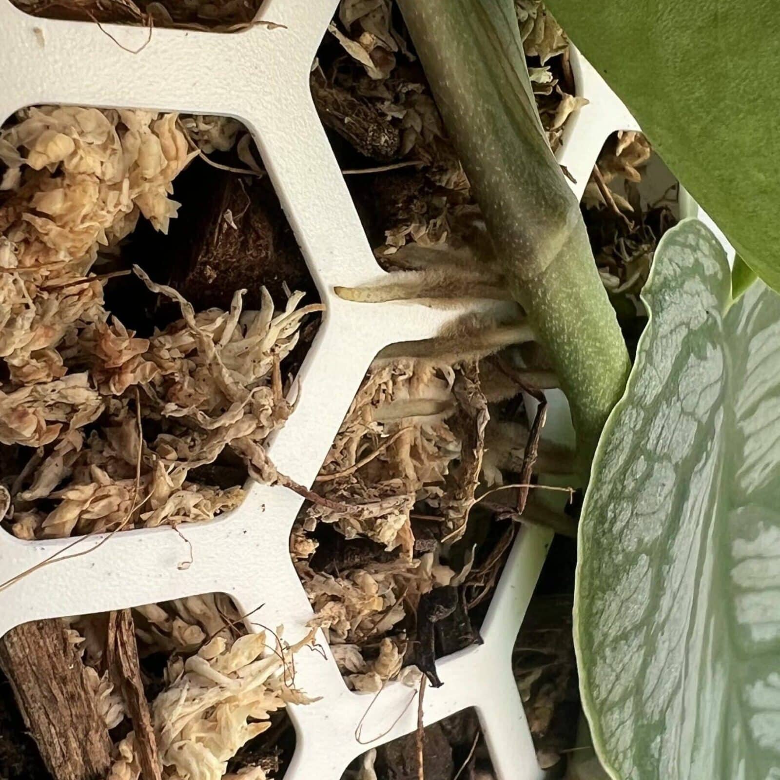 Zapuštění kořenů rostliny do rašeliníkové opory po 7 dnech od zasazení