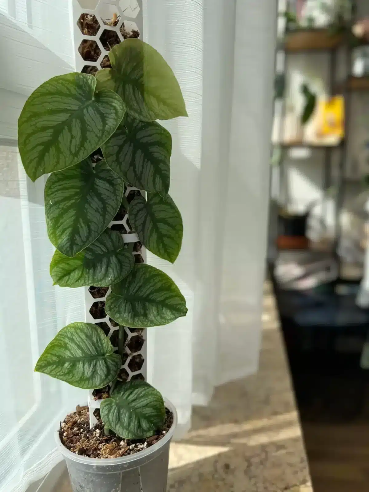 monstera dubia a rašeliníková tyč