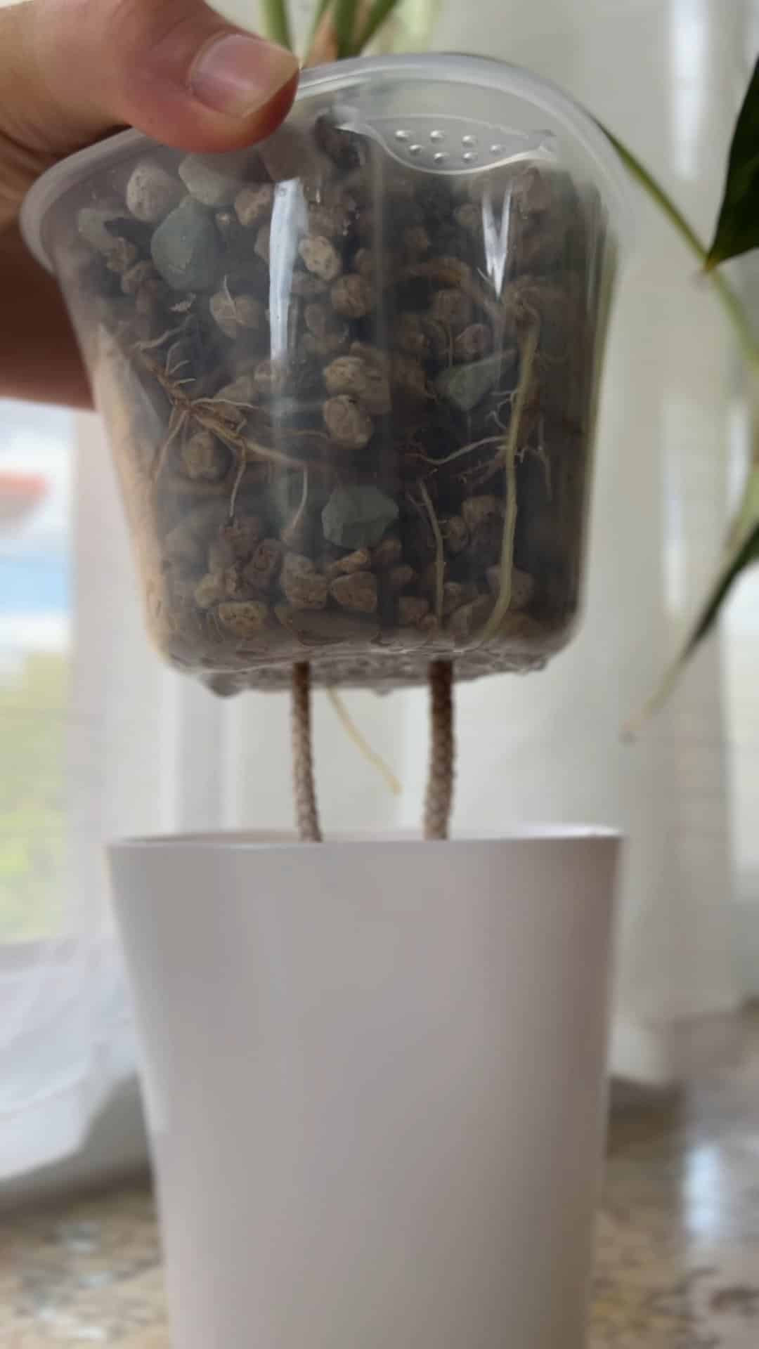 Samozavlažovací květináče s průhlednou vnitřní vložkou se nám v semi-hydroponii osvědčily nejvíce.