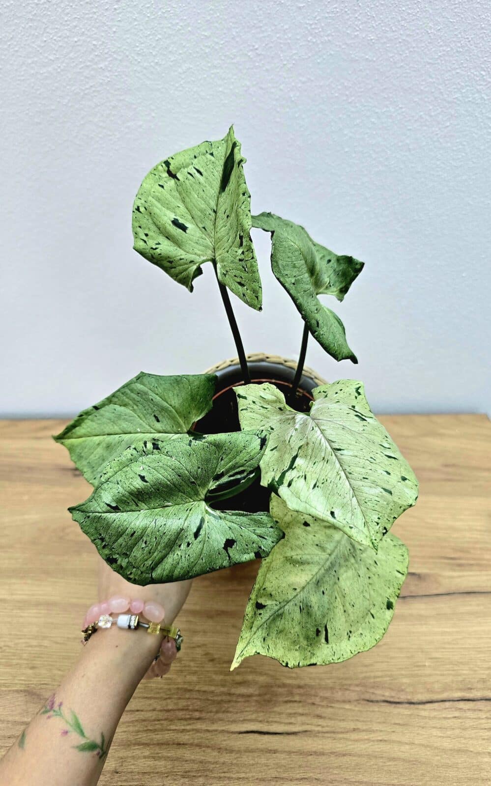 Syngonium Grey Ghost