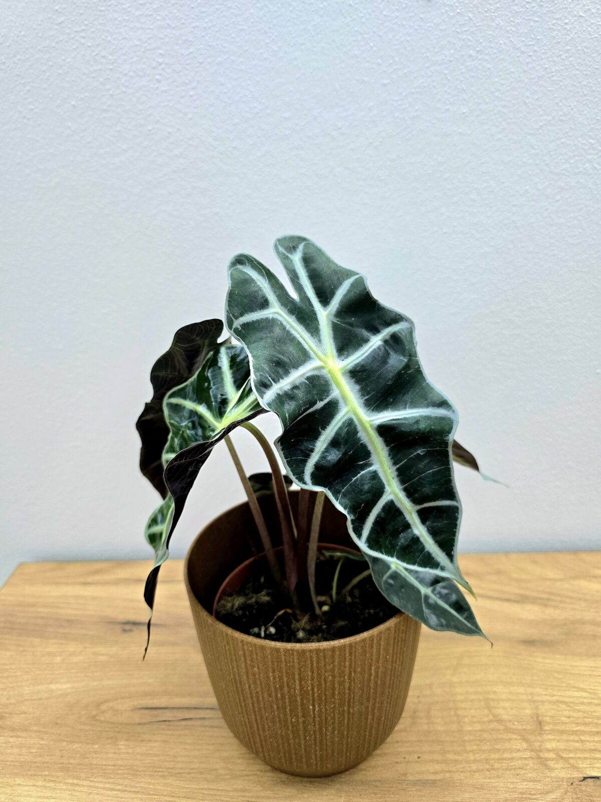 Alocasia Polly