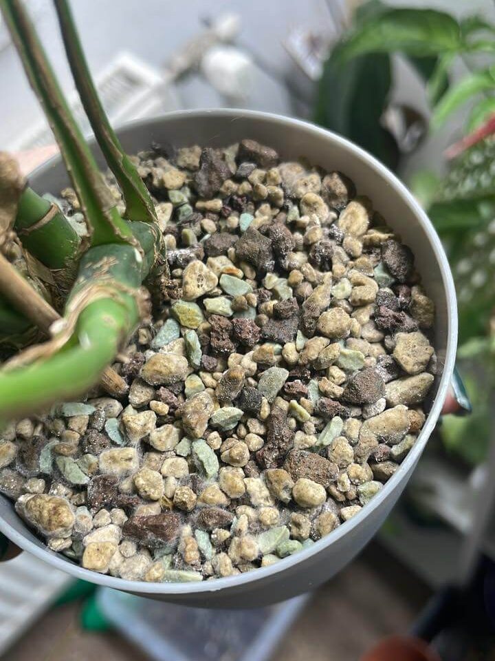 Plíseň na povrchu substrátu může být způsobena nedostatečným propláchnutím substrátu.