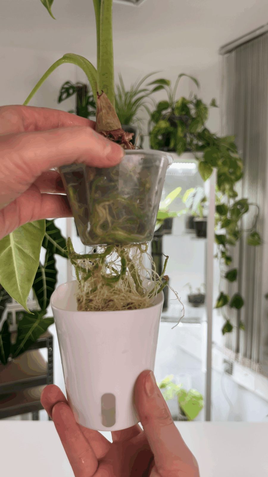 V případě, že kořeny zasahují do zásobníku s vodou je nutné rostlinu přesadit do většího květináče.