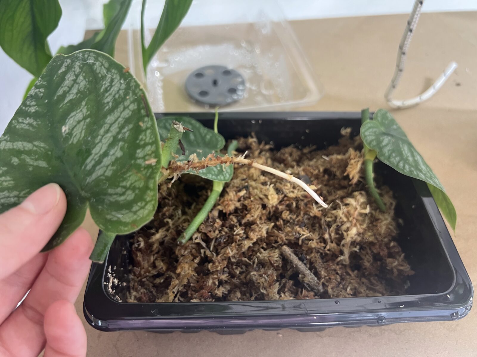 Z uzlu začal krásně vyrůstat nový kořen, toto je stav zhruba 14 dní po vytvoření řezu.
