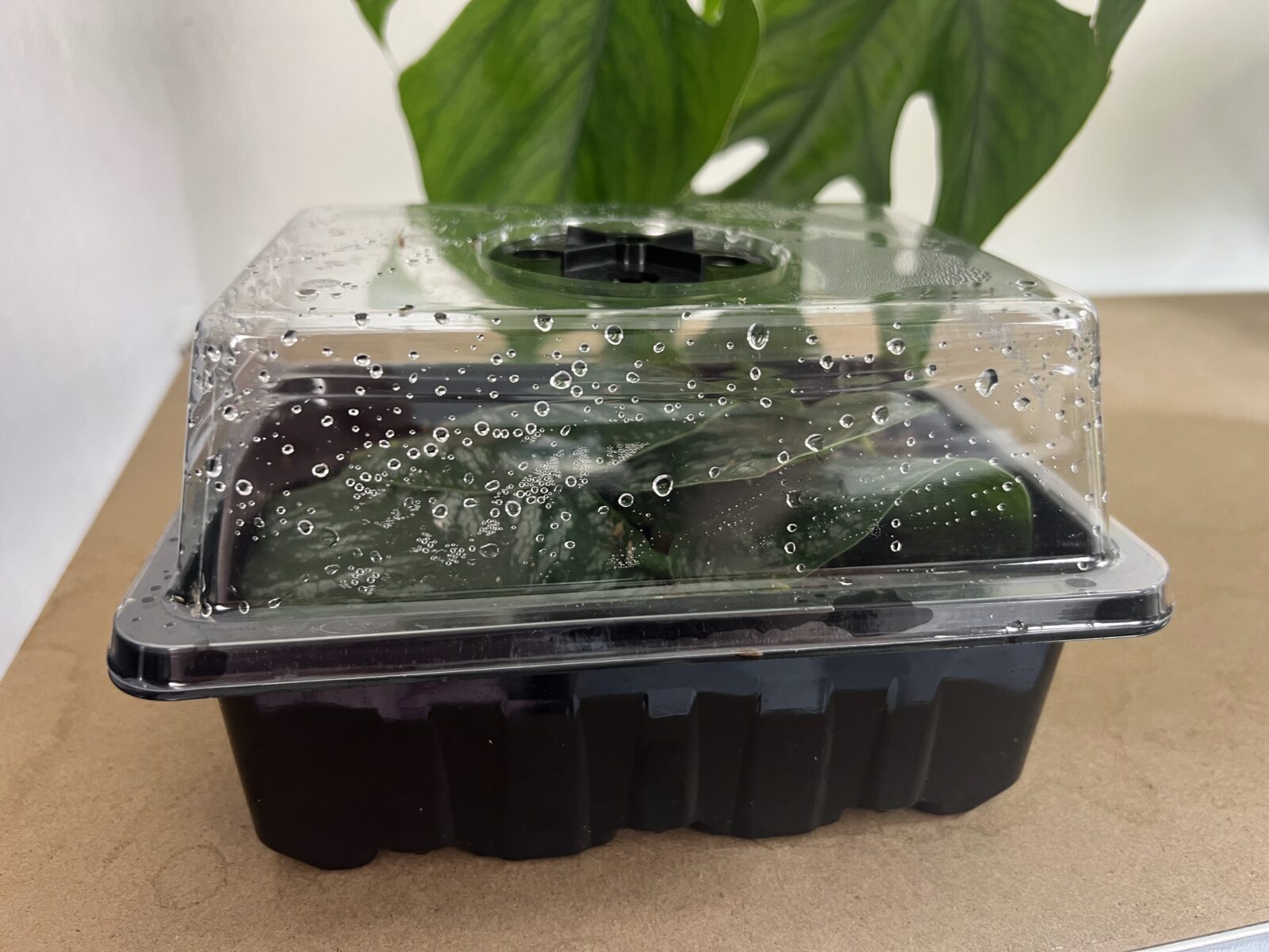 V mini skleníku řízky krásně zakořeňují. Podobné prostředí si můžete snadno připravit i doma - stačí plastová krabička přetažená potravinářskou folií.