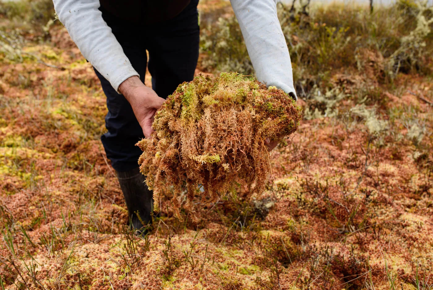 rašeliník, rašeliniště