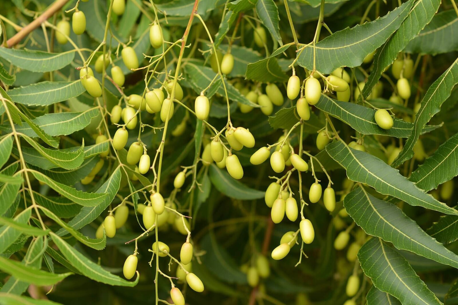 Azadirachta indica
