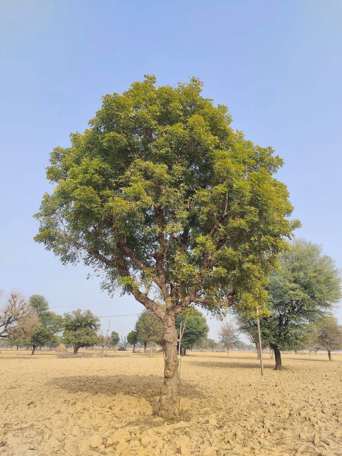 Azadirachta indica