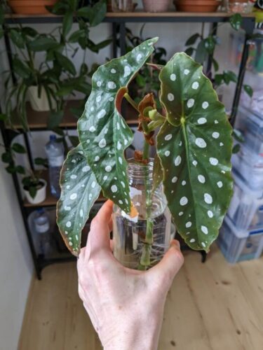 Begonia maculata