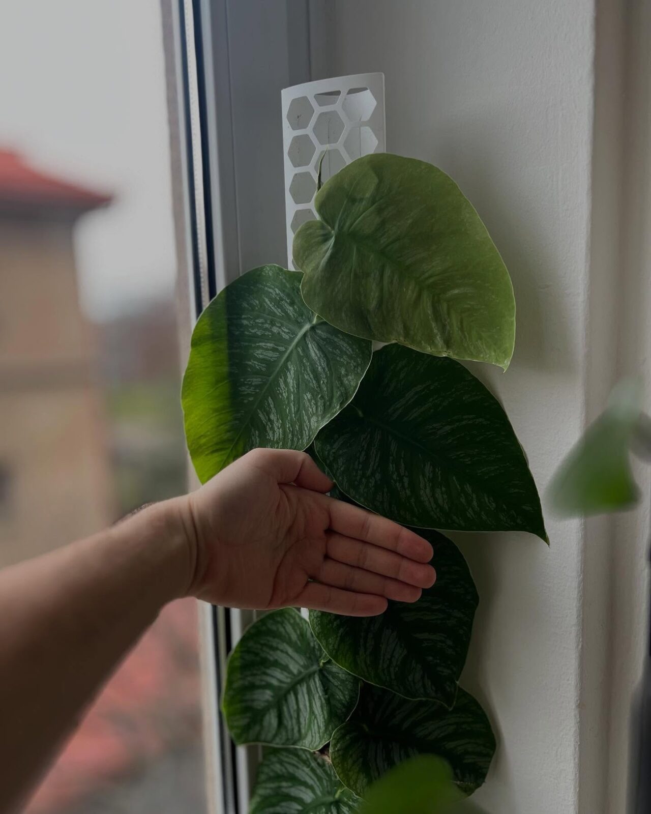 Monstera dubia