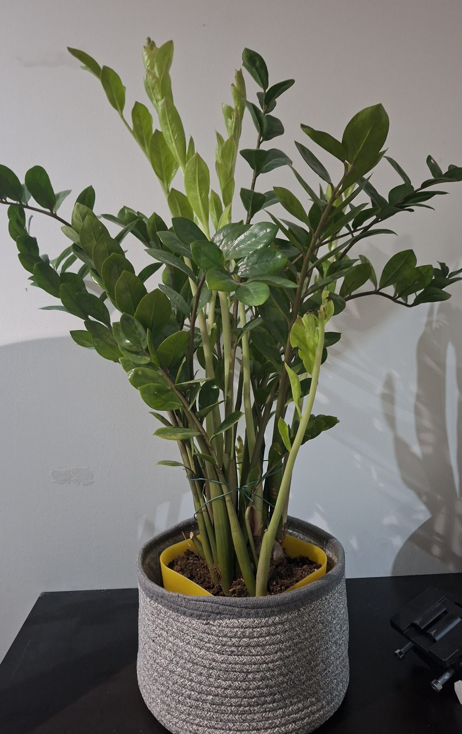 Zamioculcas