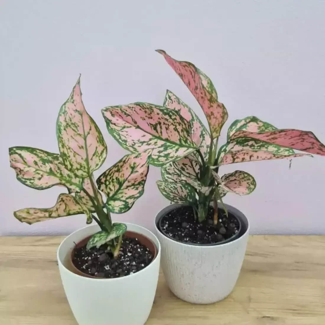 Aglaonema