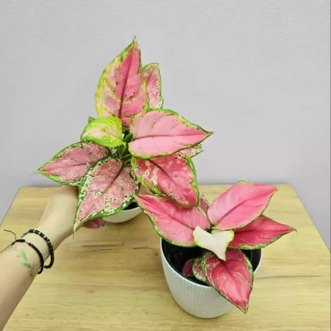 Aglaonema