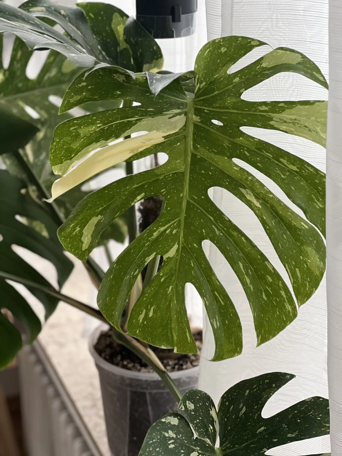 monstera thai constellation