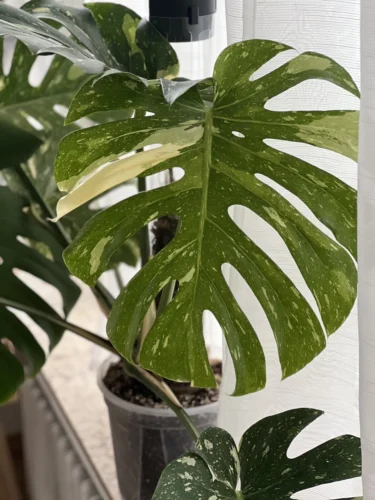 monstera thai constellation
