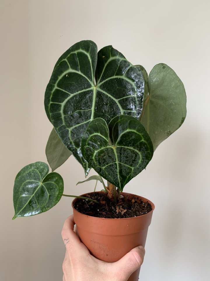 anthurium clarinervium
