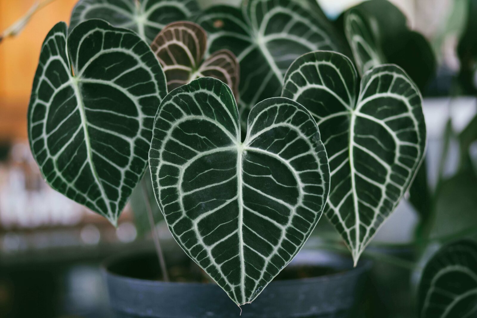 anthurium clarinervium