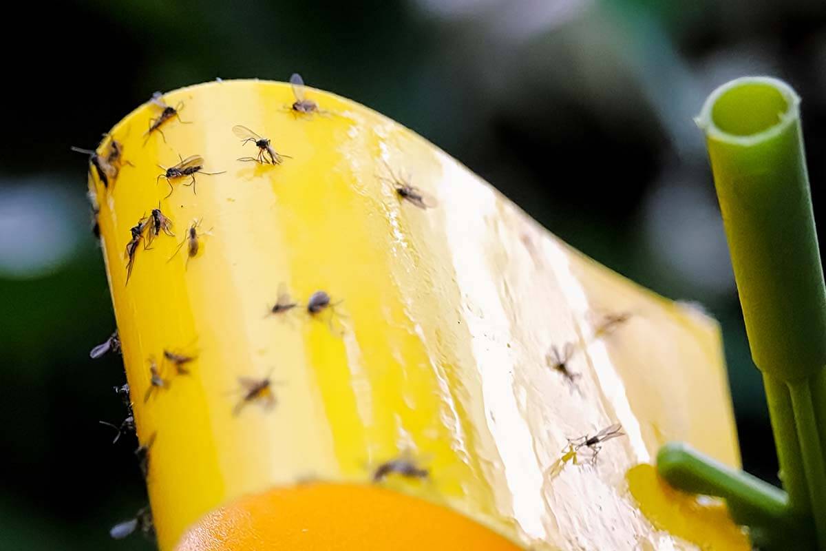 Fungus Gnats