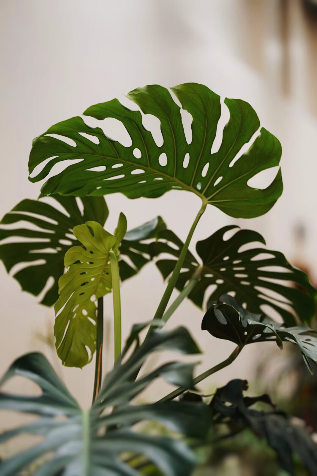 monstera