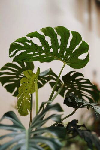 monstera
