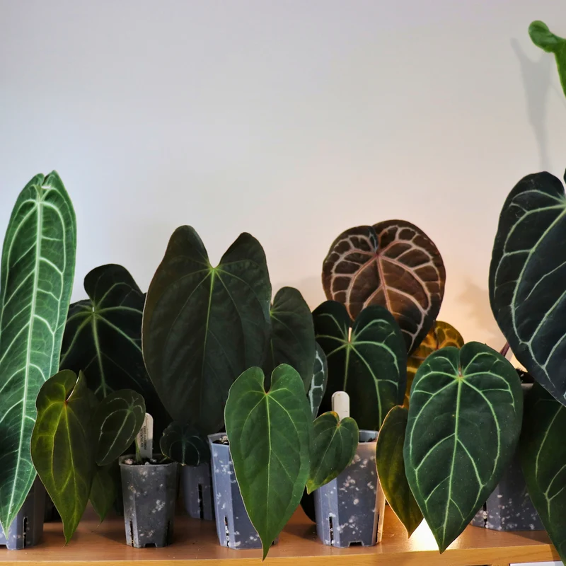 substrát pro anthurium