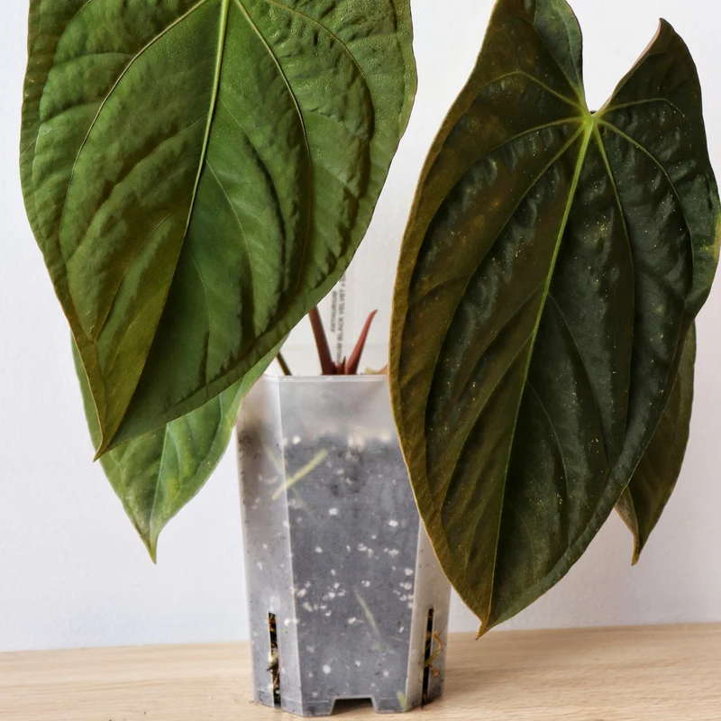 substrát pro anthurium