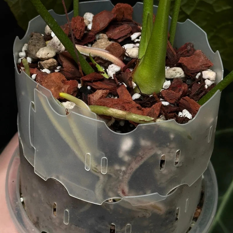 substrát pro anthurium