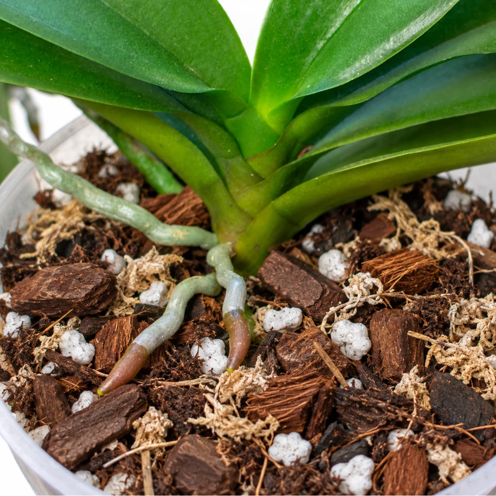 Substrát pro orchideje - 8,5 l