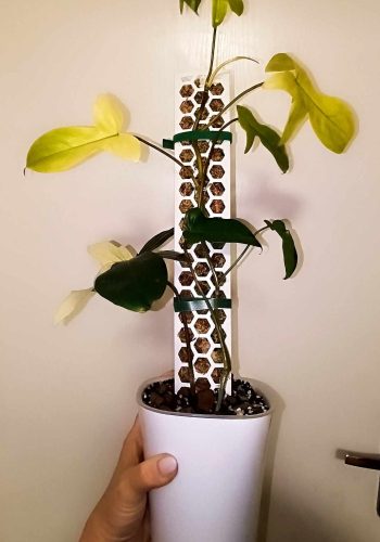 philodendron v samozavlažovacím květináči