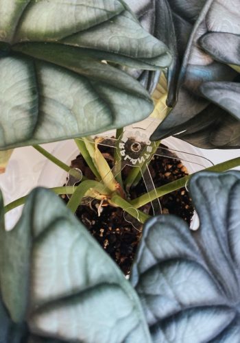 Alocasia Dragon Scale s naším držákem na listy. Za fotku děkujeme opět Janě.